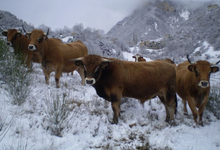viande de boeuf aubrac
