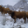 viande de boeuf aubrac