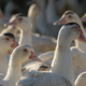 Canards