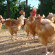 Poulets