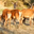 les cerfs de la drôme des collines