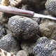 truffes fraîches au prix du domaine de Bramarel 