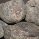 Truffe Ayme, la délicieuse truffe de France  TUBER BRUMALE