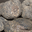 Truffe Ayme, la délicieuse truffe de France  TUBER BRUMALE