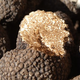 Truffe Ayme, la délicieuse truffe de France  TUBER UNCINATUM