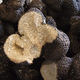 Truffe Ayme, la délicieuse truffe de France  TUBER AESTIVUM