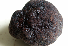  Truffe noire (Tuber melanosporum) ou Truffe du Périgord