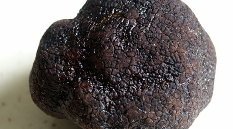  Truffe noire (Tuber melanosporum) ou Truffe du Périgord