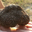 truffe d'été sauvage