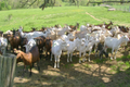 Ferme des gandins et baronnat