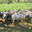 Ferme des gandins et baronnat