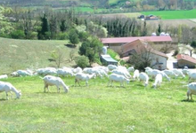  GAEC des Baratons Picodon de la Drôme 