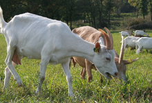 GAEC La Chèvre Rouge 