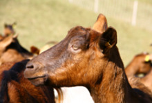 ferme de Marafit