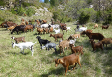 Ferme de l'ubac de Courge 