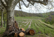 ferme Rodet