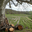 ferme Rodet