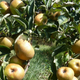 Pommes