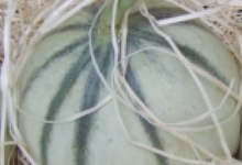 melon