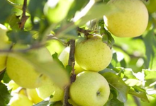 pommes bio