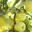 pommes bio