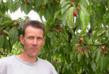 cerises