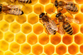 Miel du Jura production artisanal (acacia, toutes fleurs, crémeux, printemps)