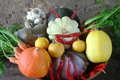 paniers de fruits et légumes de pleine terre BIO