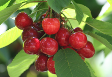 cerises