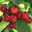 cerises