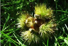 Marron BOUCHE DE BETIZIAC