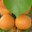 abricots