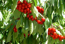 cerises