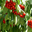 cerises