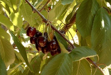cerises