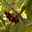 cerises