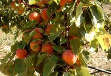 abricots bio