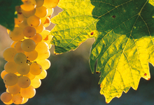 Domaine Les Trois Becs 