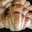 croissants