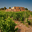 Domaine Viret