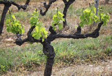 Domaine Almoric 