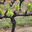 Domaine Almoric 
