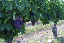Domaine Almoric 