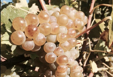 Domaine Almoric 