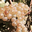 Domaine Almoric 