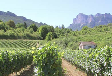 Cave Raspail Georges 
