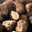 truffe