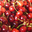  Nectar de Cerise