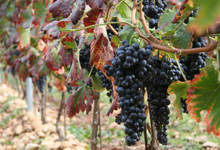 Domaine les Hauts Chassis
