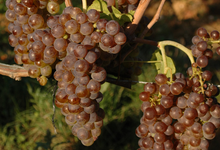 Domaine Philippe et Vincent Jaboulet 